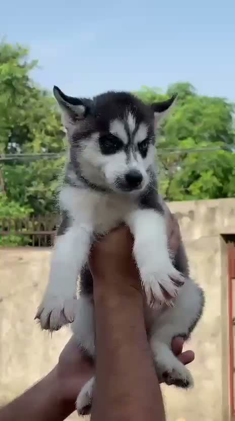Siberian Husky Puppy | Black & White Color, farm video