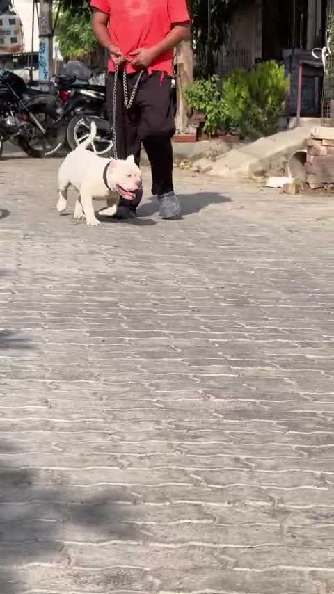 Bull Terrier Puppy, farm video