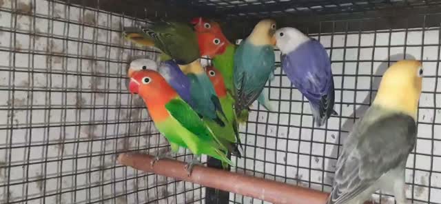 Guinea Pig Babies, farm video