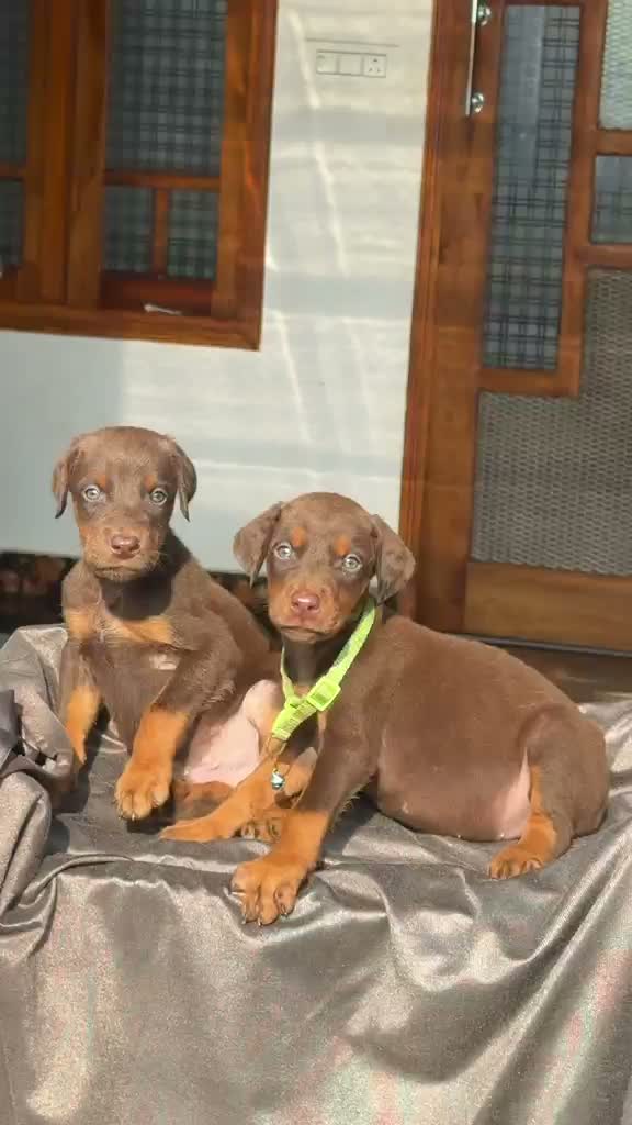 European Doberman Puppy, farm video