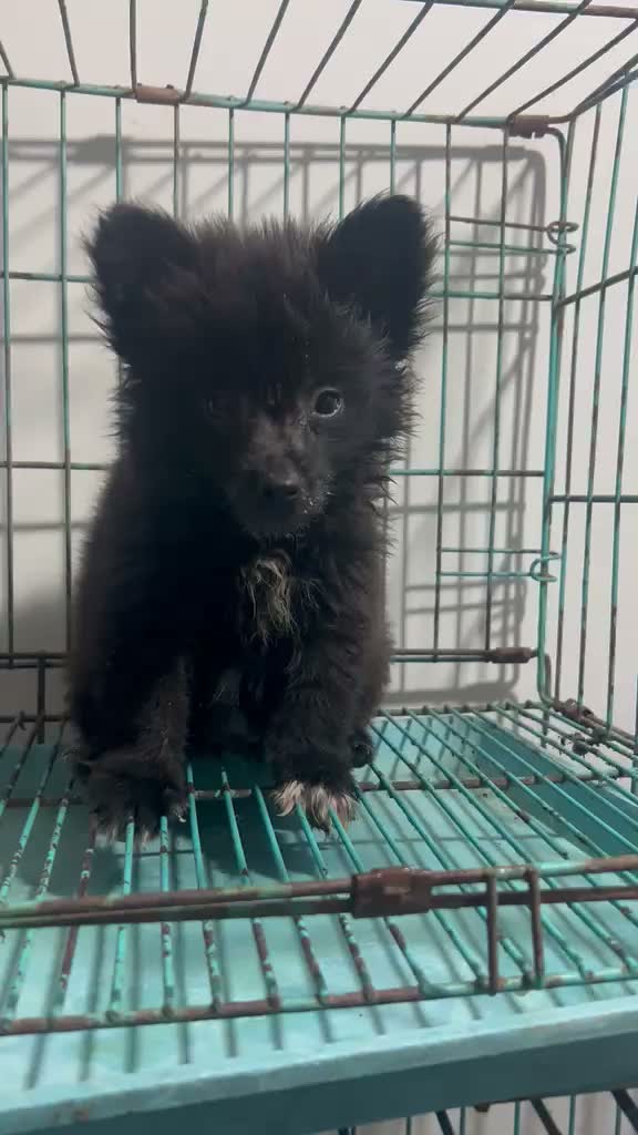 Pomeranian Puppy, farm video