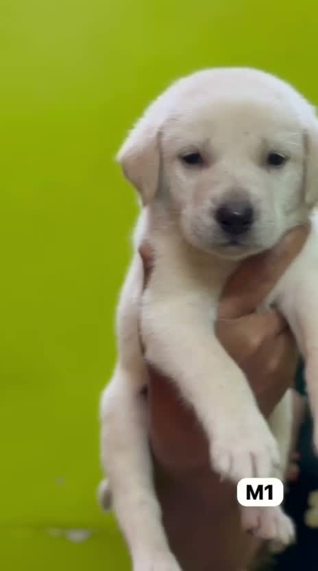 Beagle Black & Tan Puppy, farm video