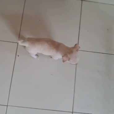 Chihuahua Puppy, farm video