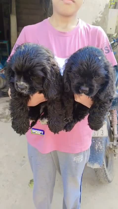 Cocker Spaniel Puppy, farm video