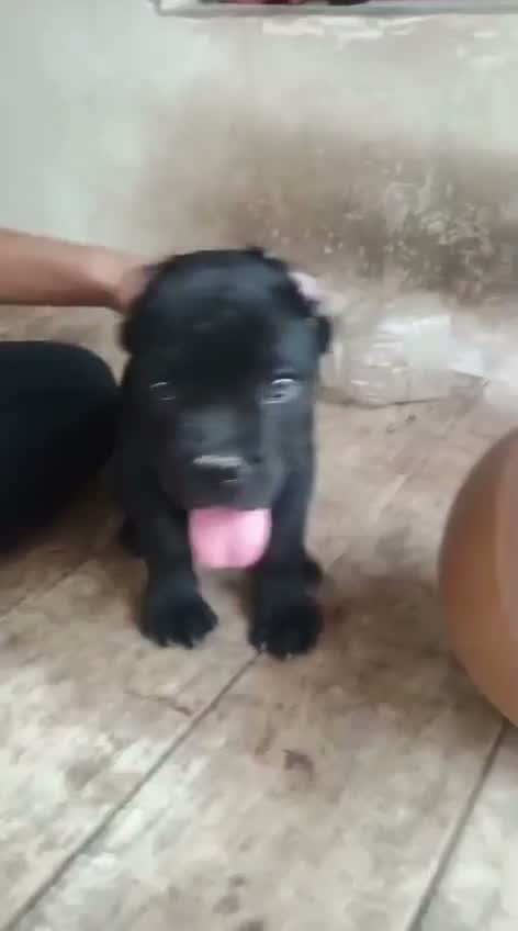 Cane Corso Puppy, farm video