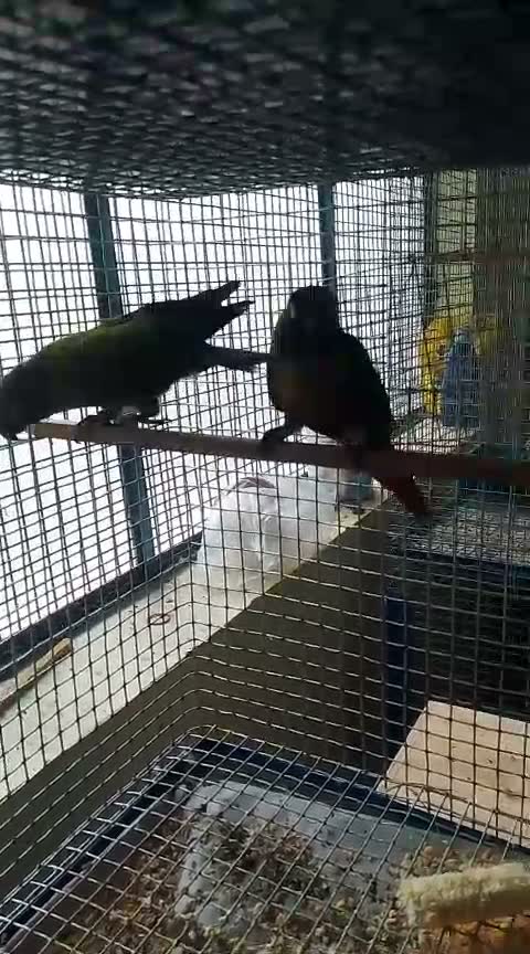 Pineapple Headed Conure, farm video
