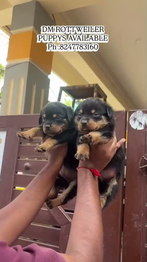 Rottweiler Puppy, farm video