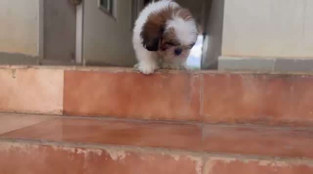 Shih Tzu | Black Color, farm video