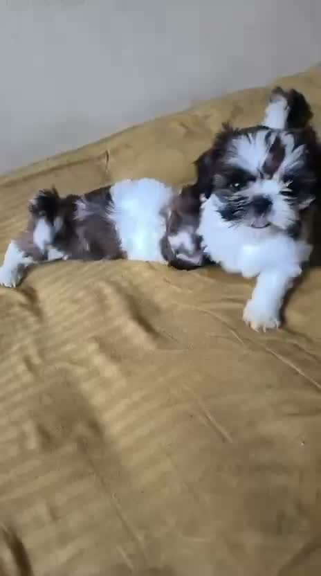 Shih Tzu | Black Color, farm video