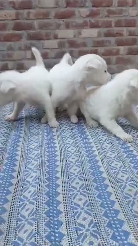 Culture Pom Puppy, farm video