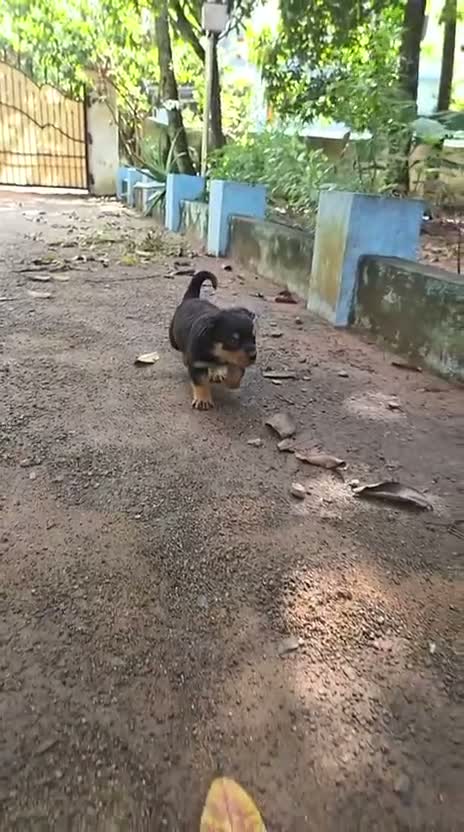 Rottweiler Puppy, farm video