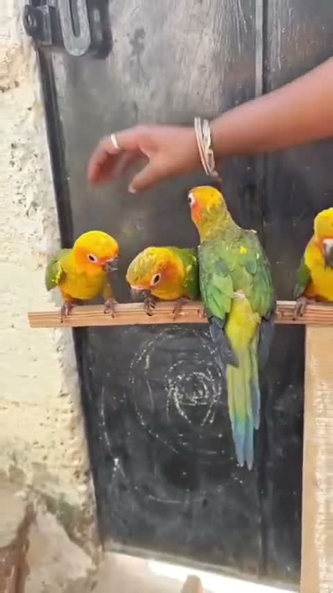 Sun Conure, farm video