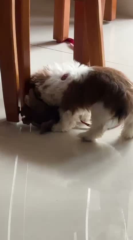 Shih Tzu | Black Color, farm video