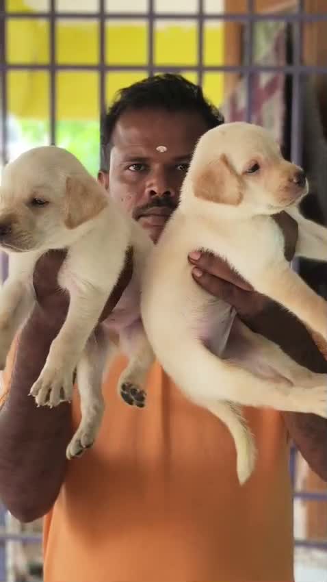 Beagle Black & Tan Puppy, farm video