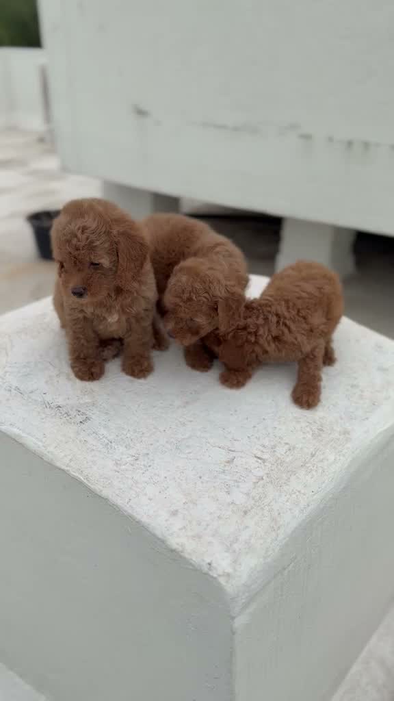 Standard Poodle Puppy, farm video