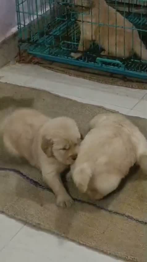 Golden Retriever, farm video