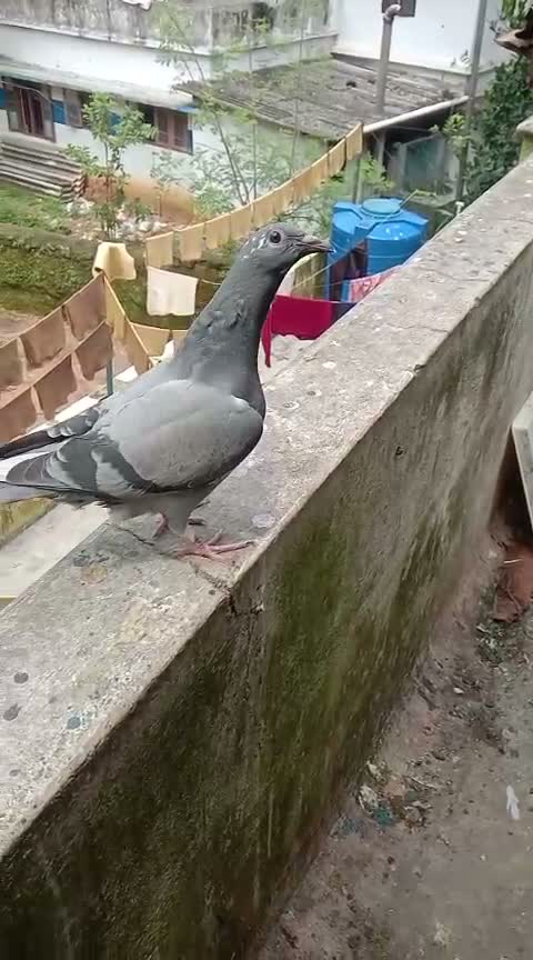 Chotiyal Pigeon, farm video