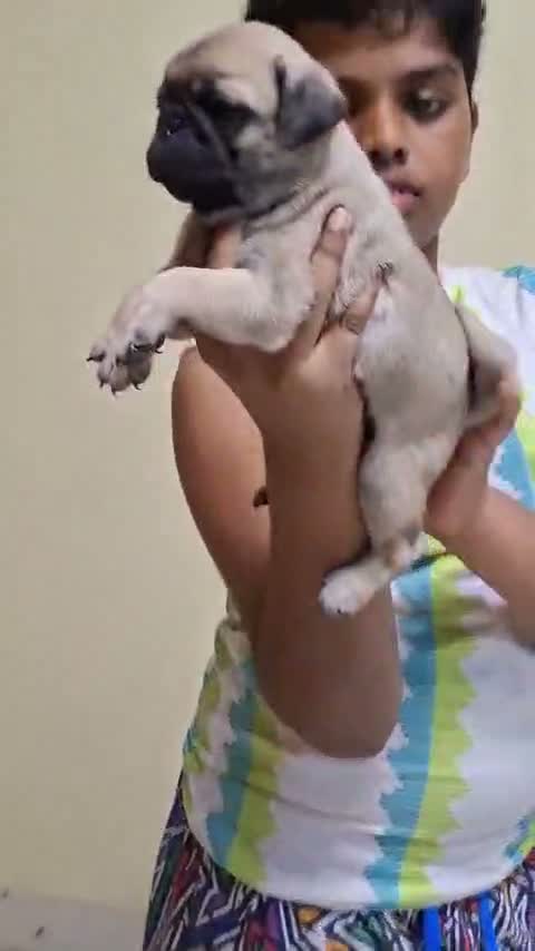 Pug Puppy, farm video