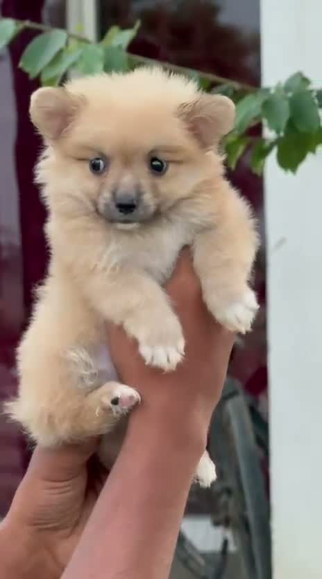 Culture Pom Puppy, farm video