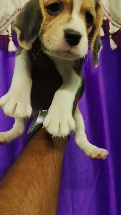 Beagle Black & Tan Puppy, farm video