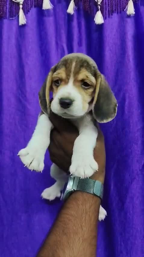 Beagle Black & Tan Puppy, farm video
