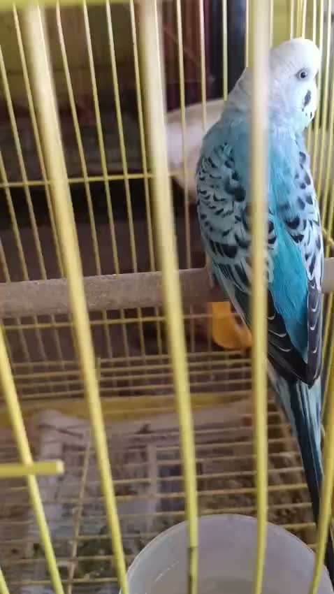 Budgies, farm video