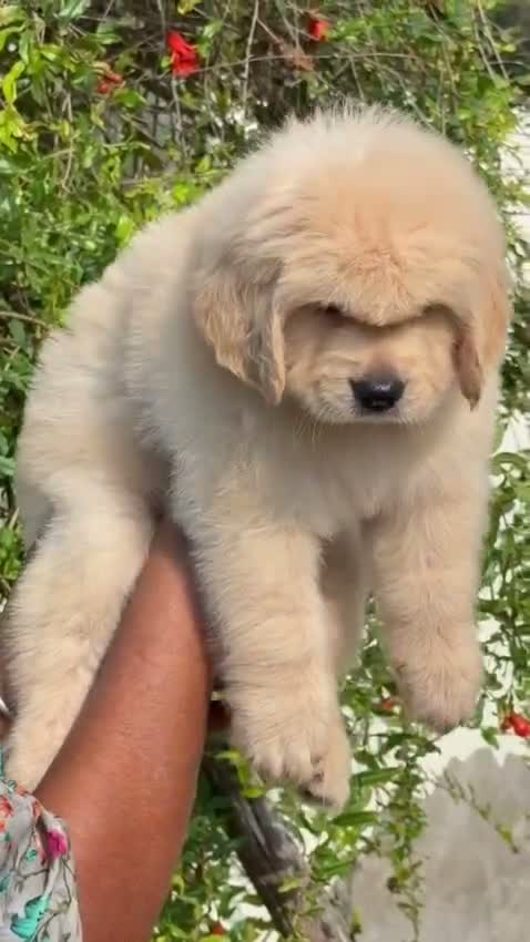Shih Tzu | Black Color, farm video