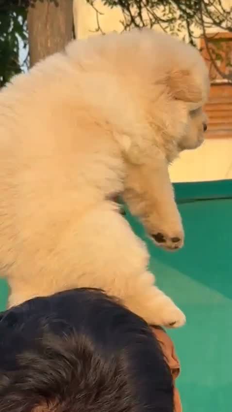 Chow Chow Puppy | Black Color, farm video