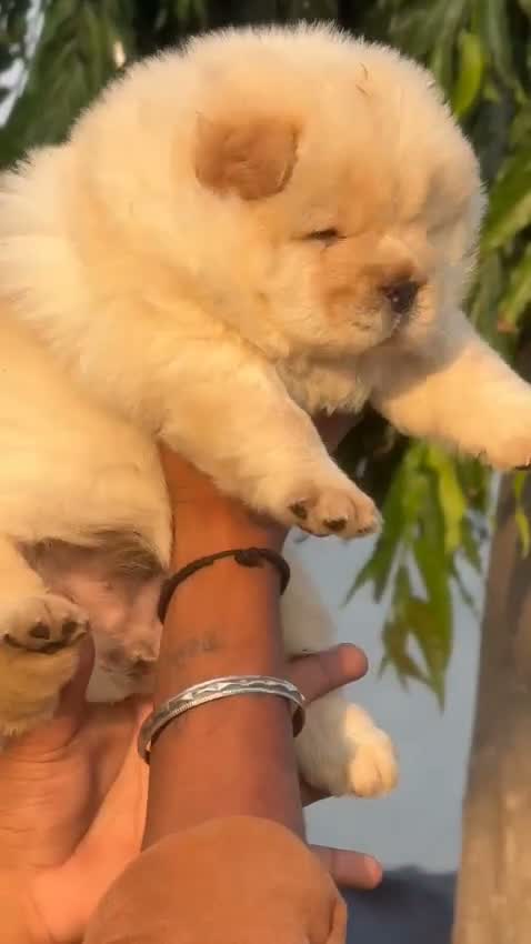 Chow Chow Puppy | Black Color, farm video