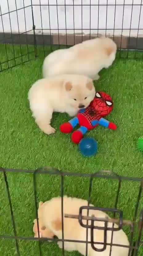 Chow Chow Puppy | Black Color, farm video