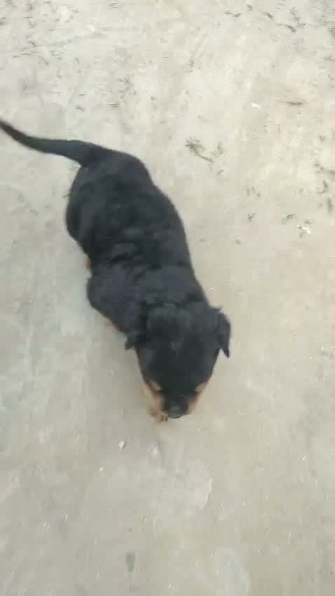 Rottweiler Puppy, farm video
