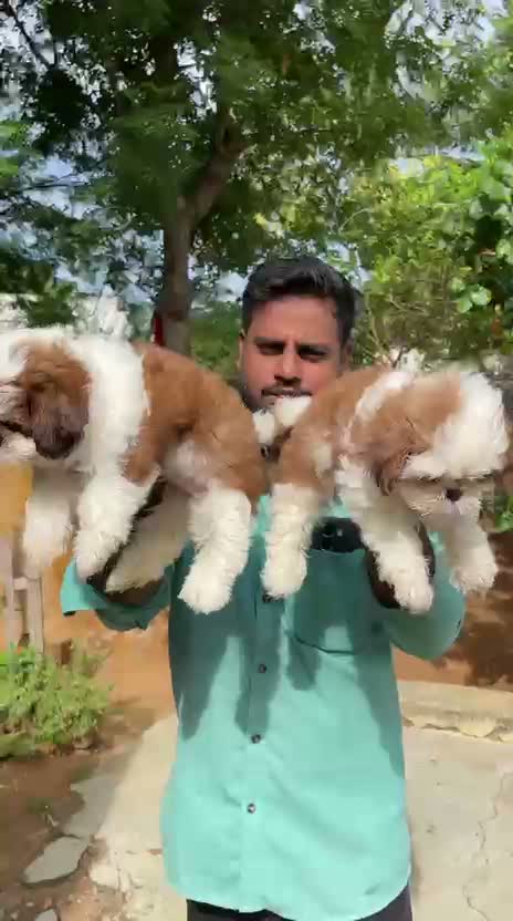 Shih Tzu | Black Color, farm video