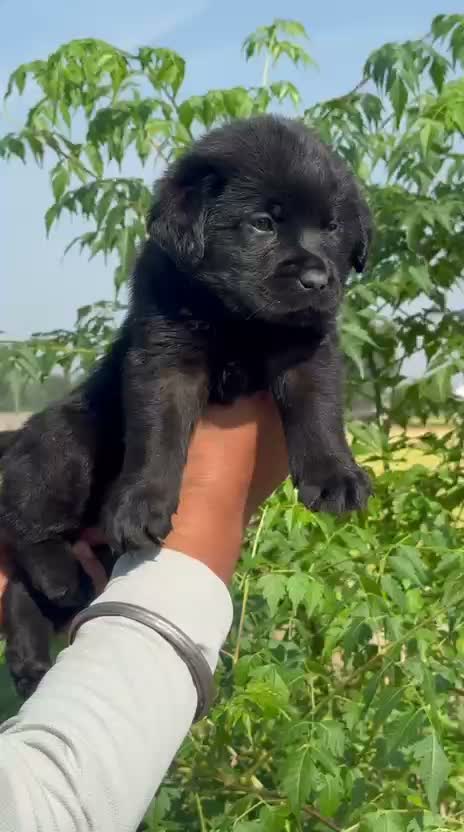 Beagle Black & Tan Puppy, farm video