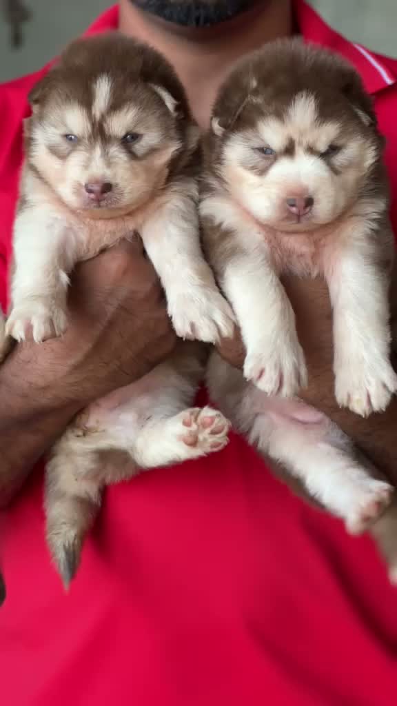 Siberian Husky Puppy | Black & White Color, farm video
