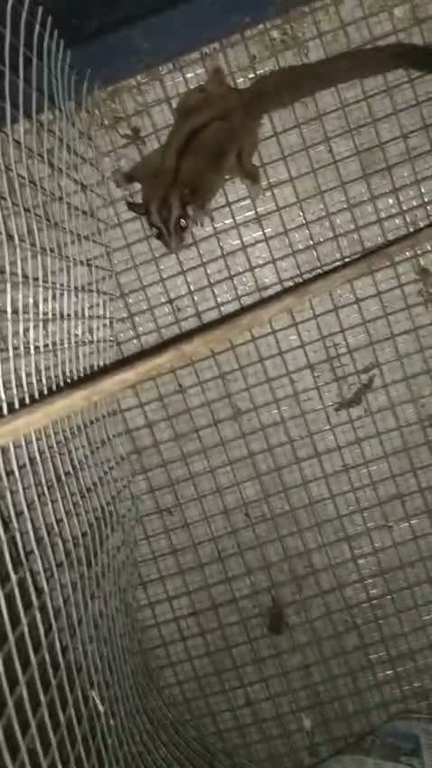Sugar Glider | Grey, farm video