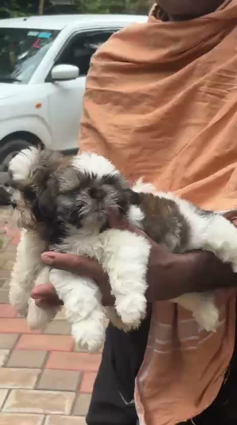 Shih Tzu | Black Color, farm video