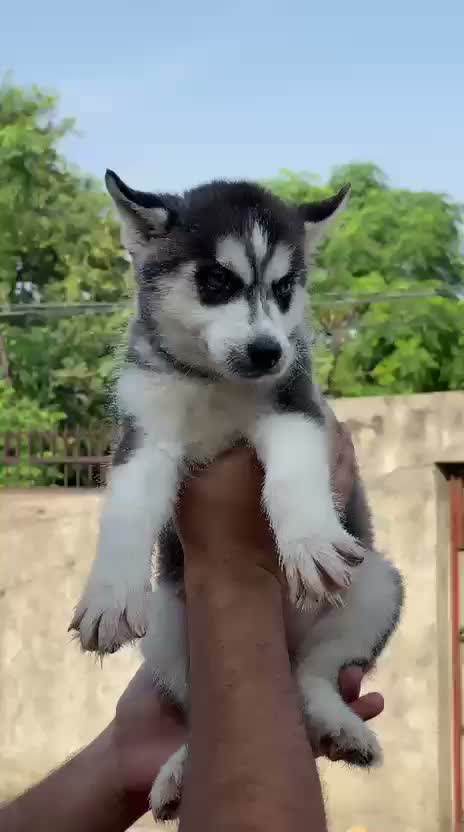 Siberian Husky Puppy | Black & White Color, farm video