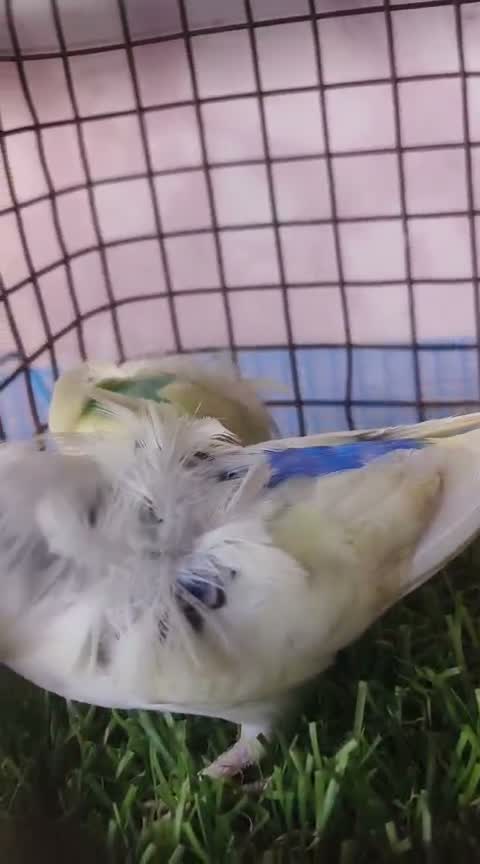 Hogoromo Budgies, farm video