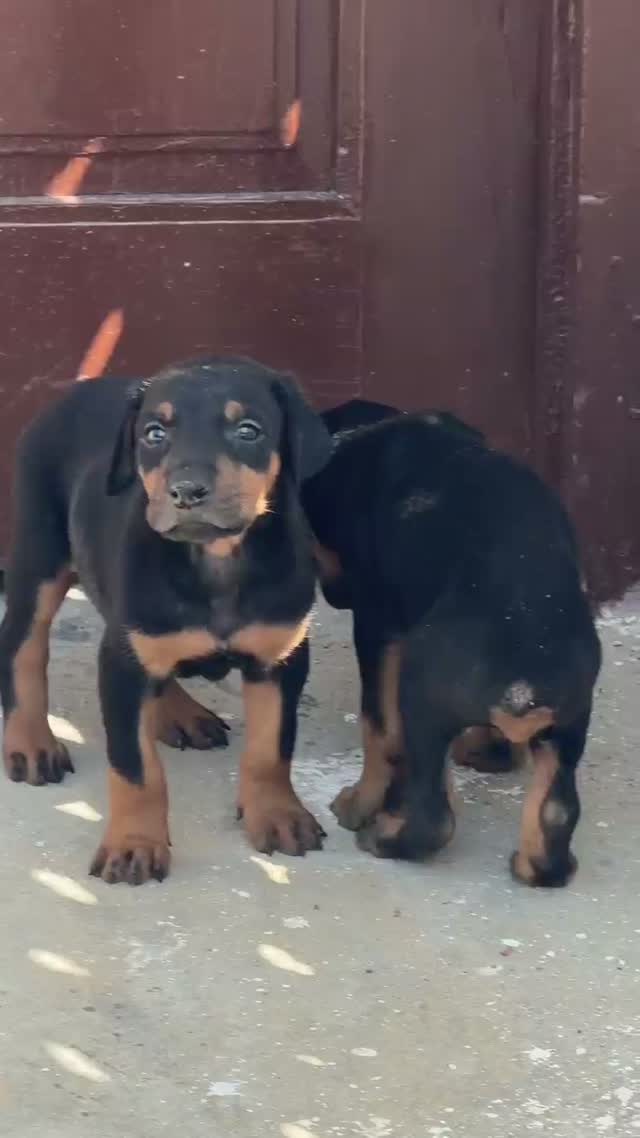 European Doberman Puppy, farm video
