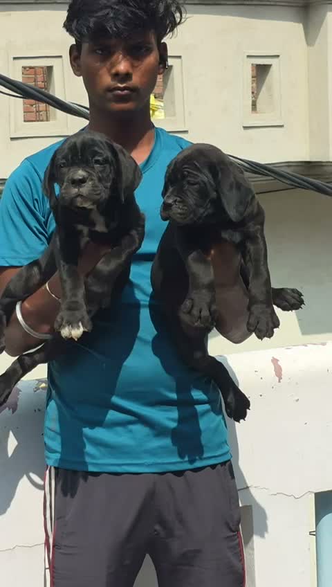 Cane Corso Puppy, farm video