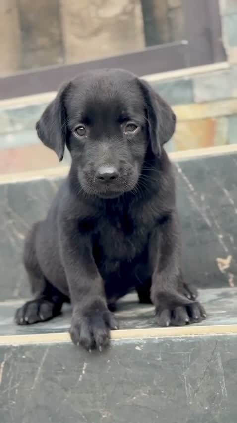 Beagle Black & Tan Puppy, farm video