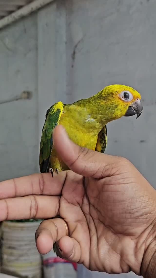 Sun Conure, farm video