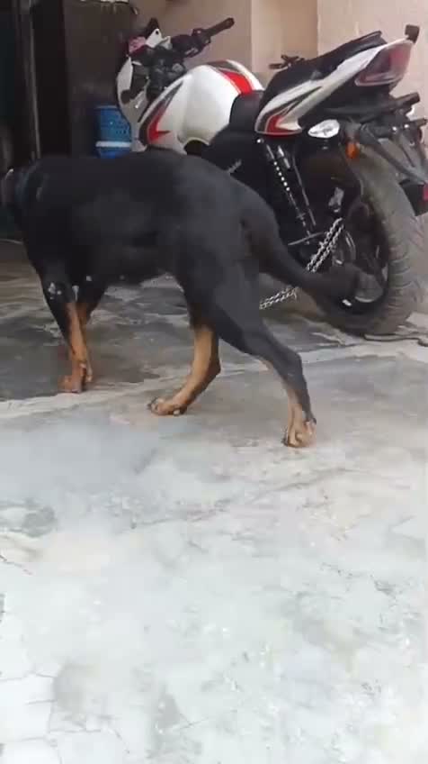 Rottweiler Puppy, farm video