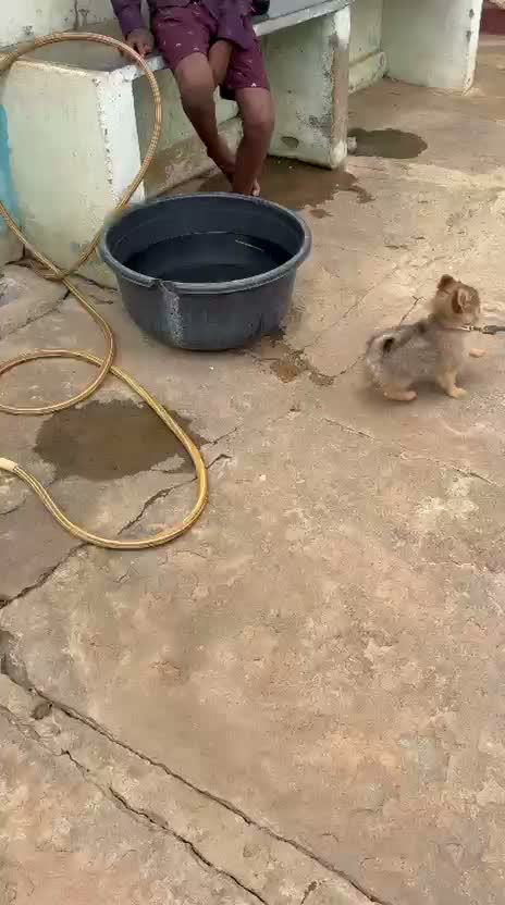 Pomeranian Puppy, farm video