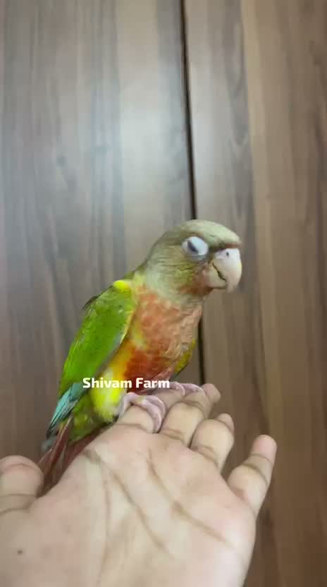Pineapple Headed Conure, farm video