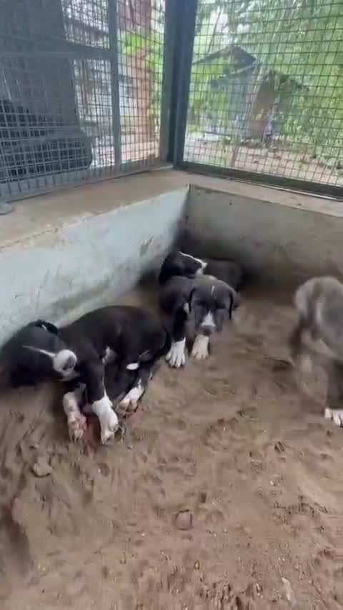 American Bully Pocket Size Puppy, farm video