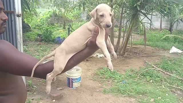 Chippiparai Puppy, farm video