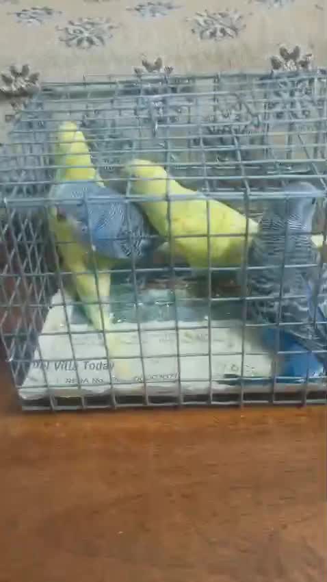 Budgies, farm video