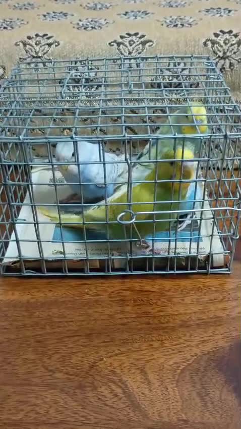 Budgies, farm video