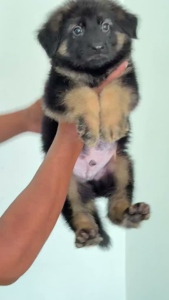 German Shepherd Puppy, farm video